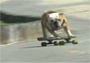 BulldogSkateboarding.jpg