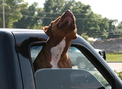Pit Bull in Bartow, Florida, gaining way too much open space through his window.JPG