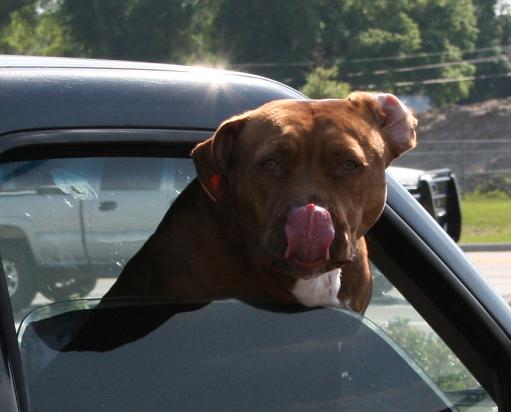 Pit Bull in Bartow, Florida, licking his chops.JPG